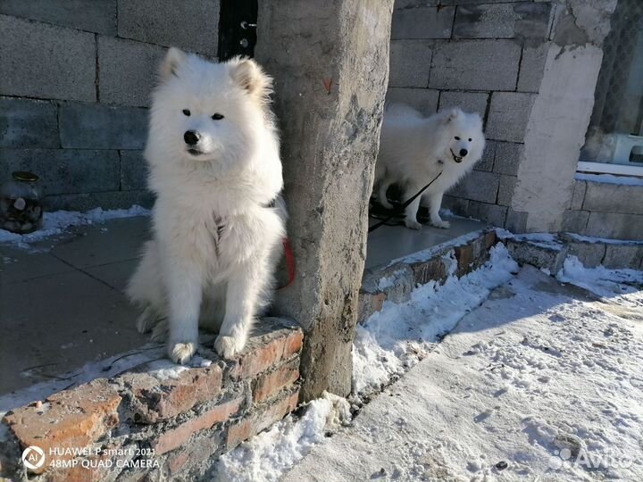 Самоедская лайка щенки