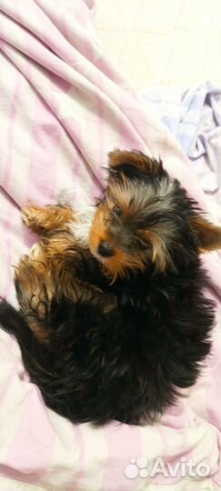 Йоркширский терьер мини