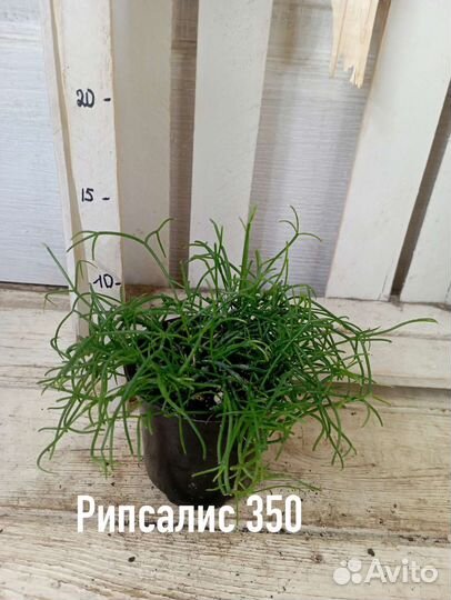 Комнатные цветы растение хавортия рипсалис суккуле