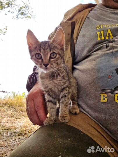 Котята девочки в добрые руки