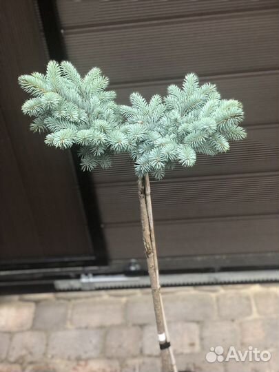 Ель глаука глобоза на штамбе отправка по РФ