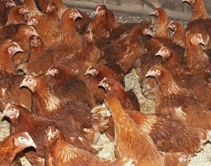 Куры молодки цыплята гуси утки индюки перепела