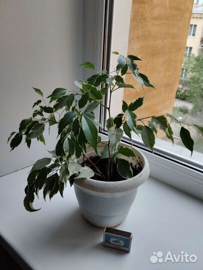 Фикус бенджамина