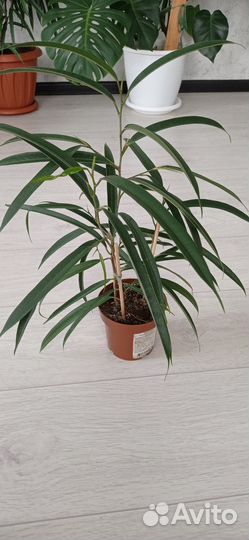 Фикус Али (Биннендийка)