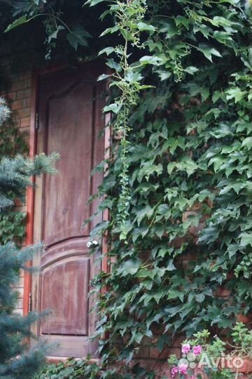 Виноград Вичи