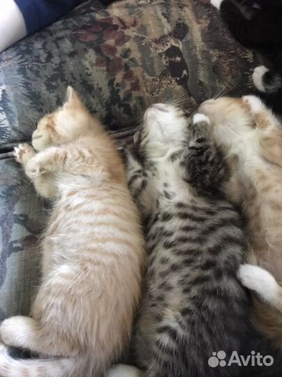 Котята бесплатно в добрые руки