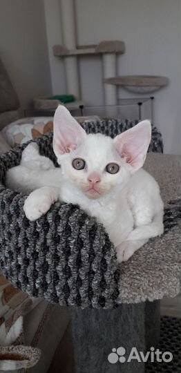 Котята Девон рекс девочки