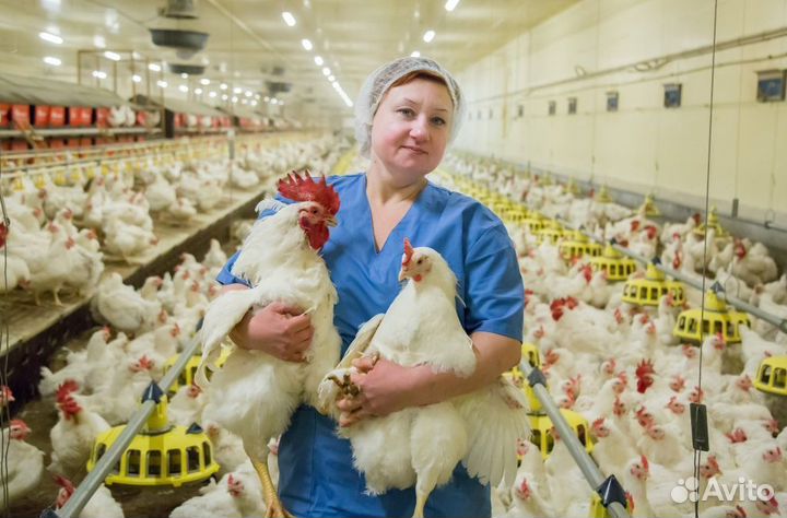 Укладчик / Вахта в Шахты / без вычетов