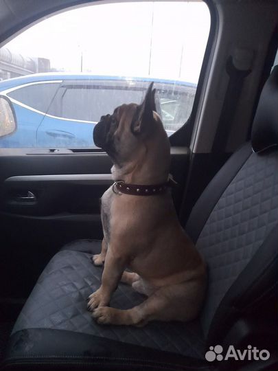 Вязка французский бульдог