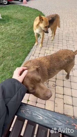 Каштан супер пёс ищет дом