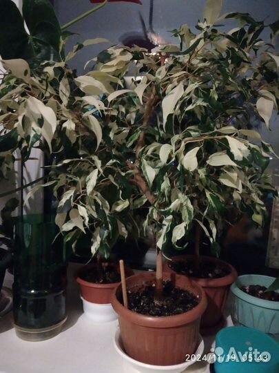 Фикус бенджамина