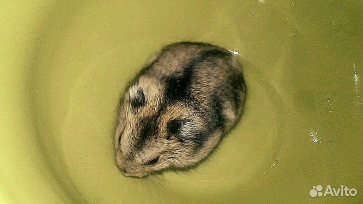 Разноцветные, джунгарские хомячки (мандарин, жемчу