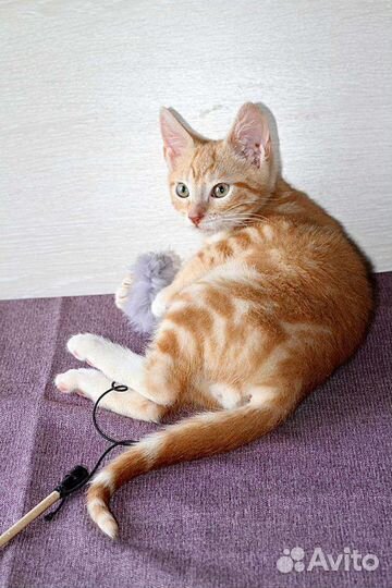 Рыжий котенок Мигель