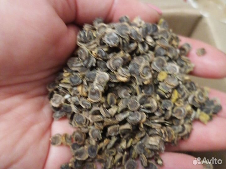 Семена цветов мальвы микс