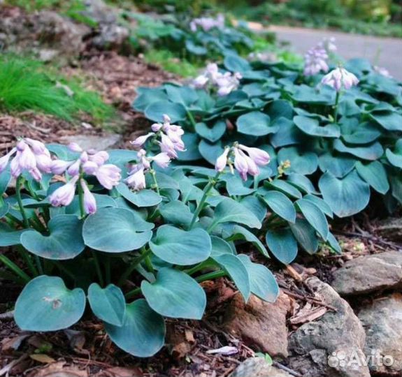 Хоста Blue Mouse Ears