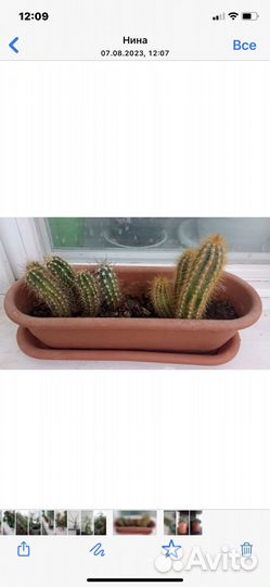 Комнатные цветы