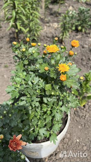 Хризантемы мультифлора