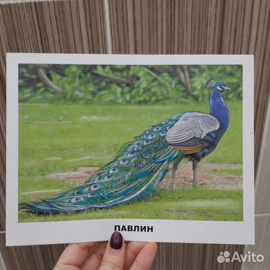 Обучающие карточки, книга