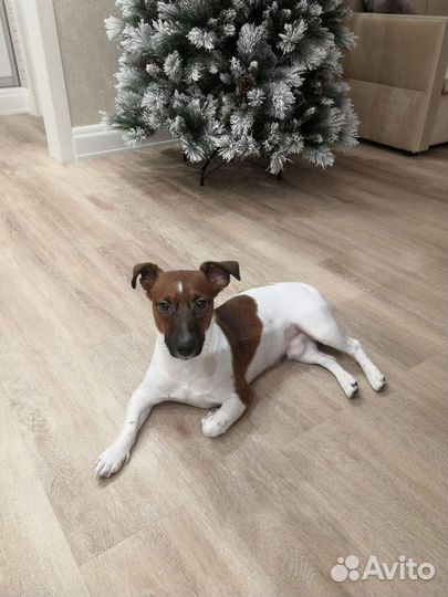 Случка собак