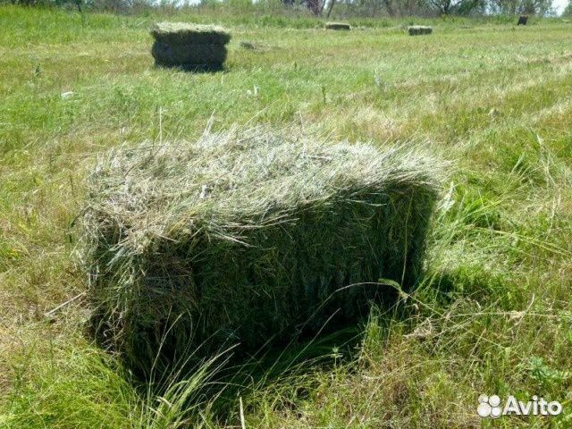 Продаю сено в тюках (луговое разнотравие, люцерна)