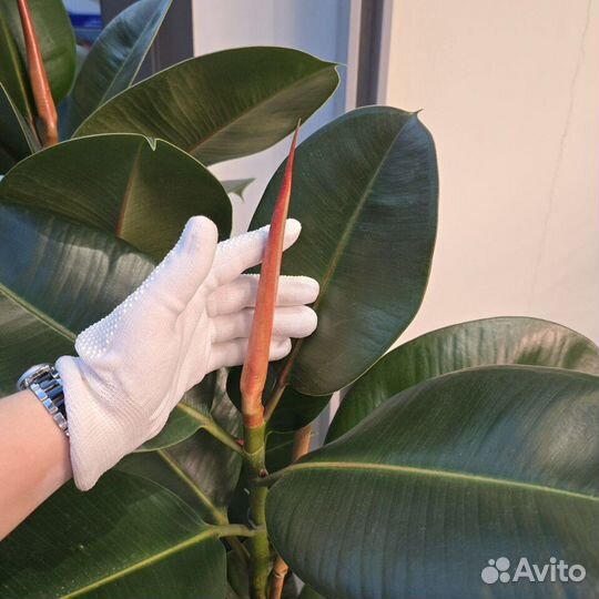 Фикус эластика