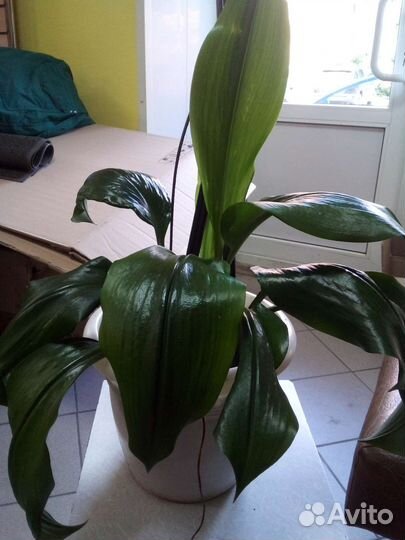 Амазонская лилияБольшая