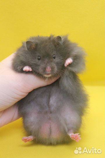 Сирийский хомяк