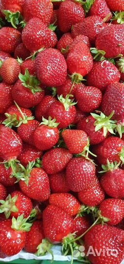 Свежая клубника