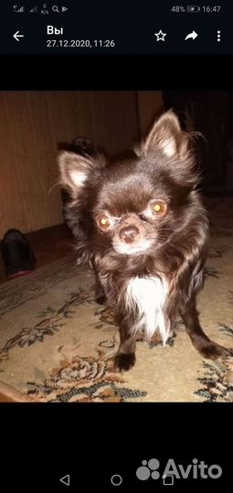 Чихуа хуа на вязку