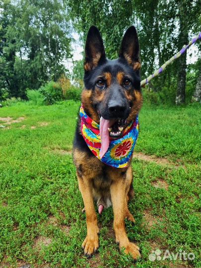 Овчарка в дар