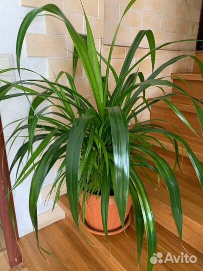 Пальма панданус