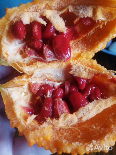 Семена Момордики