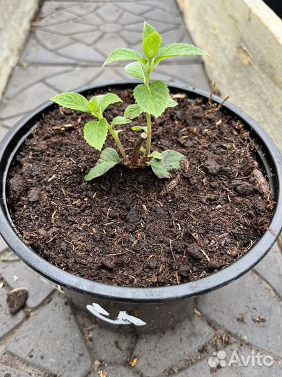 Гортензия ванилла фрайз и скайфолл