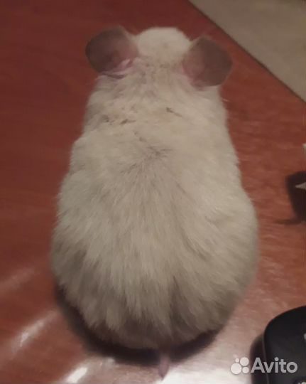 Передержка грызунов