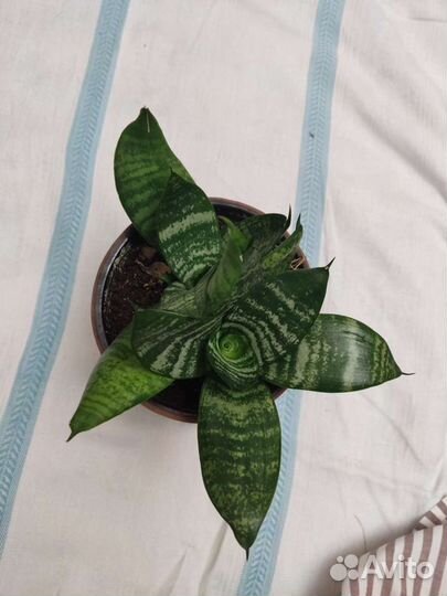 Сансевиерия