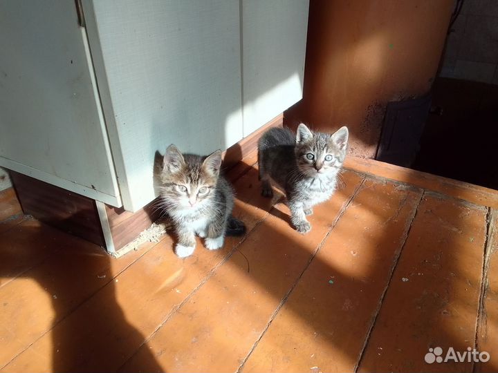 Кот в белых сапогах и кошка