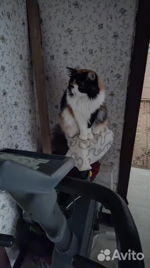 Кошка