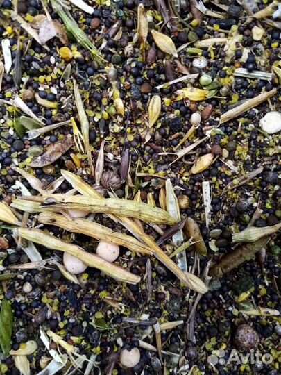 Ячмень, Рапс35 протеина, Зерно смесь