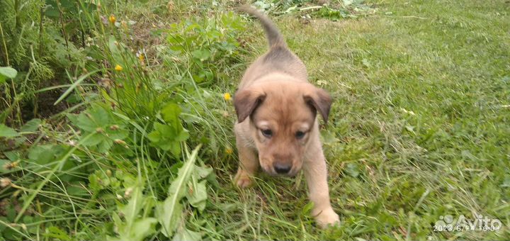 Отдадим в добрые и ласковые руки