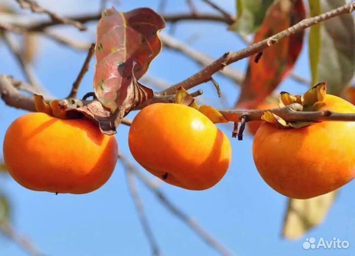 Саженцы Хурмы разных сортов