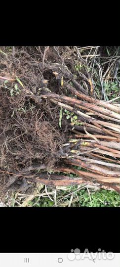 Саженцы малины ремонтантной полька