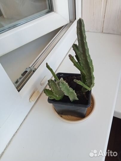 Домашний цветок