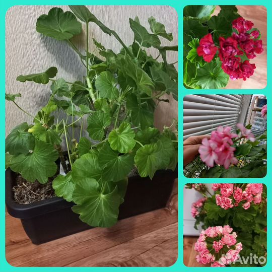 Пеларгония герань