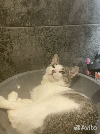 Кот в добрые руки