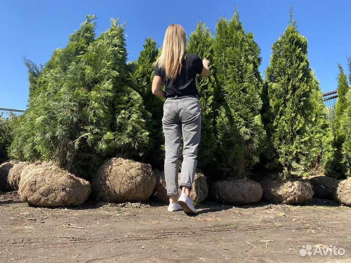 Туя Смарагд