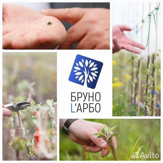 Яблоня 3 сорта на одном дереве