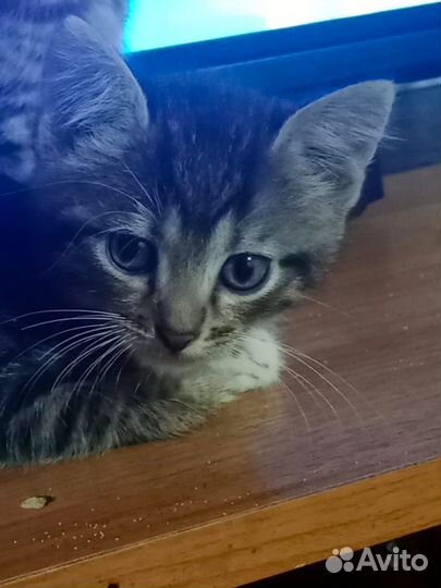 Кошка