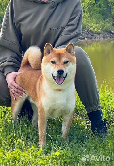 Вязка кобель сиба-ину