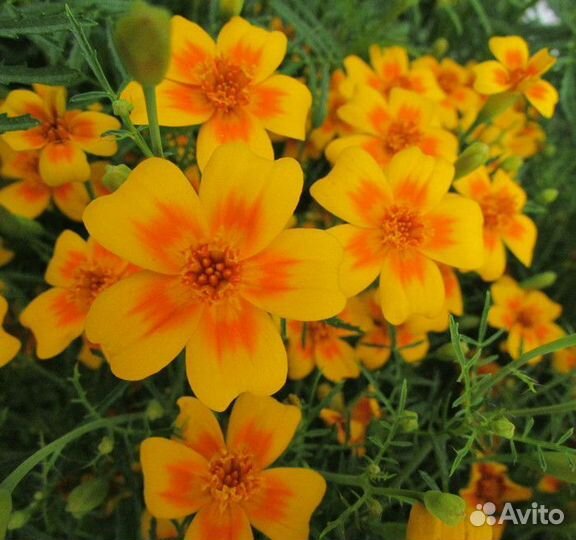Бархатцы тонколистные, прямостоячие, астры