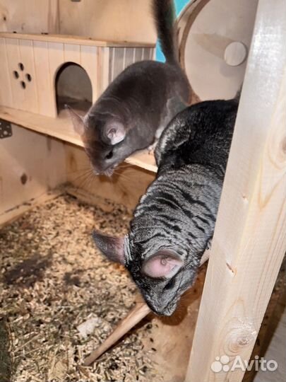 Шиншилла с витриной